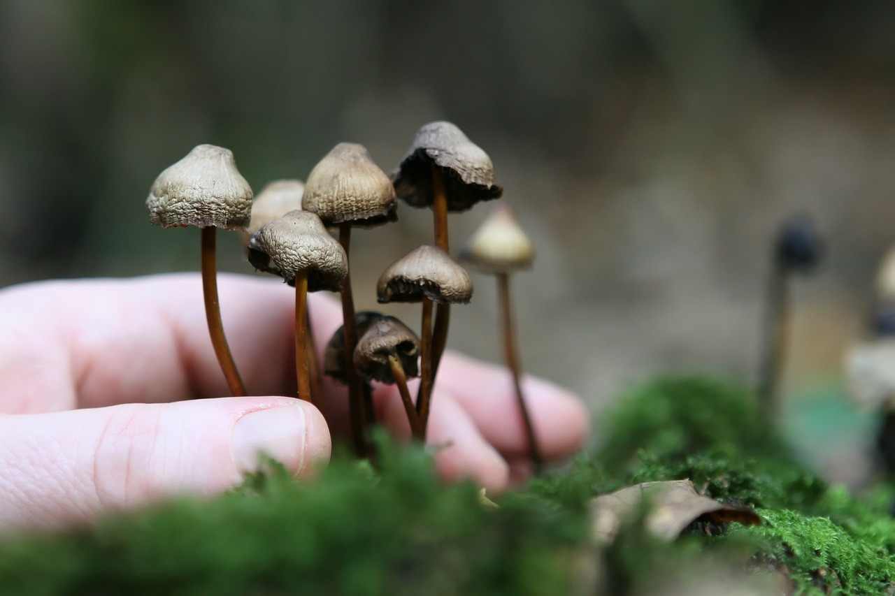 The Magic of Growing Magic Mushrooms via Mycelium Cultivation