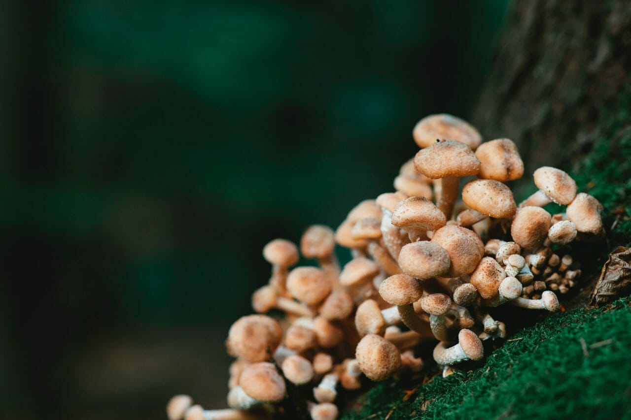 Mushroom Dispensary’s Role in Addressing Depression