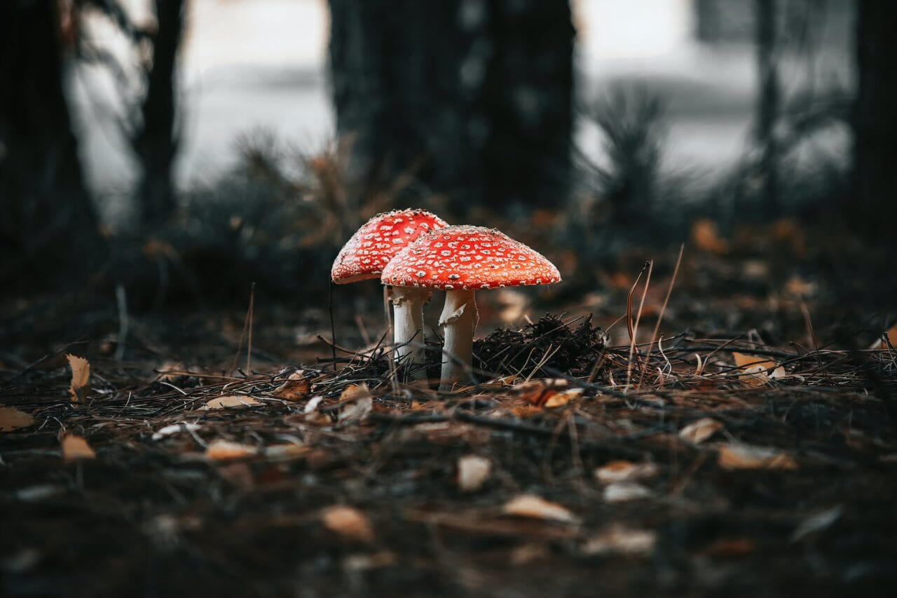 The Evolution of Psilocybin: Manufacturing, Investigation, and Future Prospects