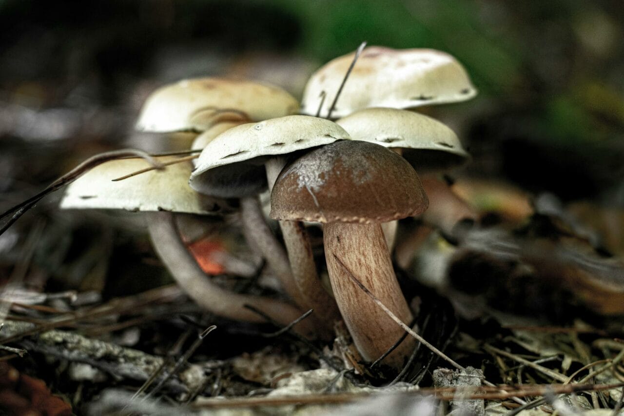 Magic Mushrooms: A Comparison Between Brazilian and Costa Rican Varieties – Which Reigns Supreme?