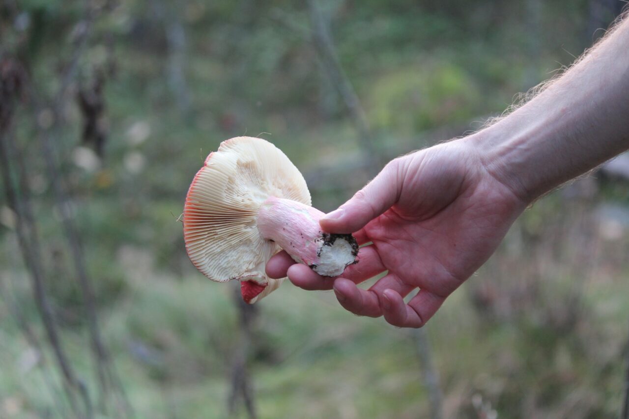 Delivering Magic Mushrooms Aids in the Recovery of Paralyzed Mountain Athletes
