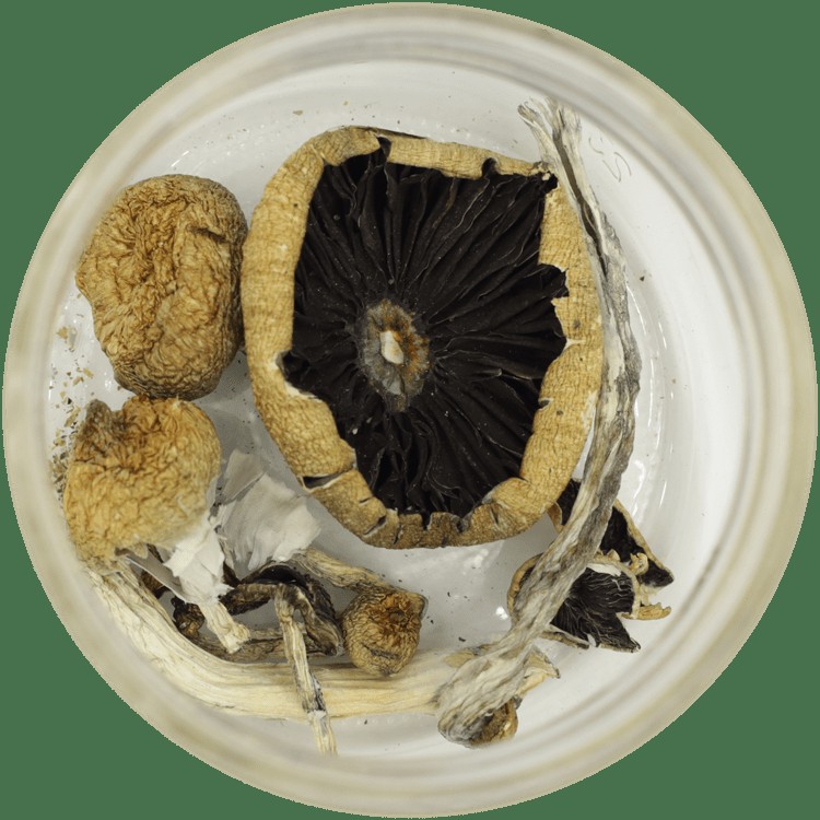 My Experience with Amazonian Mushrooms: Discovering the Unspoken Truths